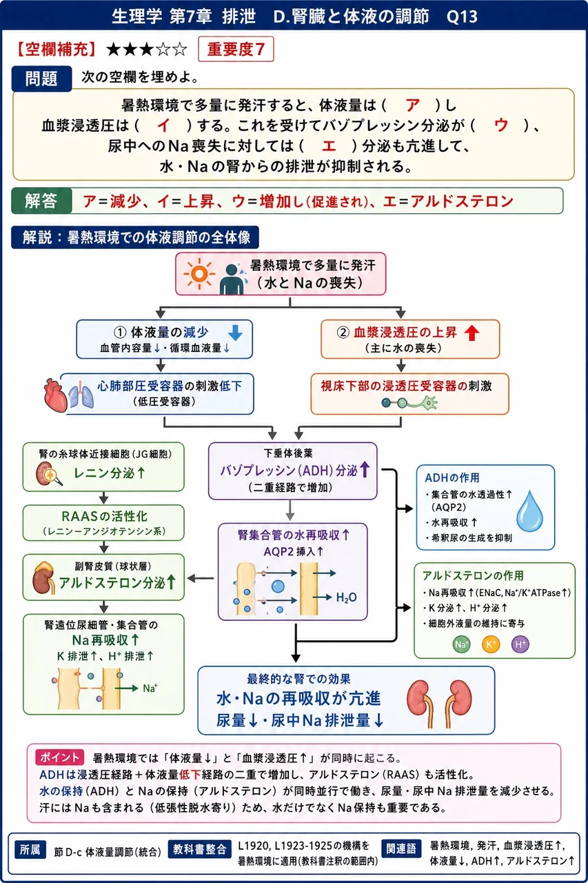 次の空欄を埋めよ。 「暑熱環境で多量に発汗すると、体液量は( ア )し血漿浸透圧は( イ )する。これを受けてバゾプレッシン分泌が( ウ )、尿中へのNa喪失に対しては( エ )分泌も亢進して、水・Naの腎からの排泄が抑制される。」 解説図