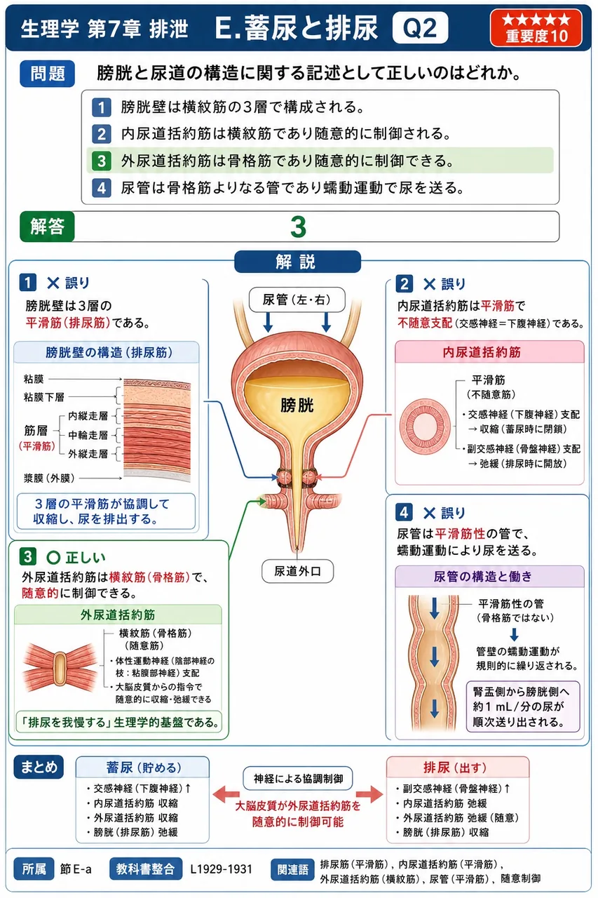 膀胱と尿道の構造に関する記述として正しいのはどれか。 解説図