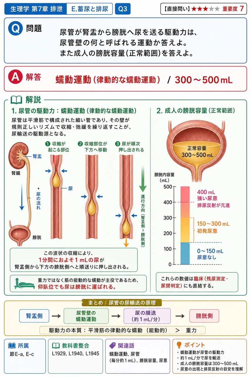 尿管が腎盂から膀胱へ尿を送る駆動力は、尿管壁の何と呼ばれる運動か答えよ。また成人の膀胱容量(正常範囲)を答えよ。 解説図