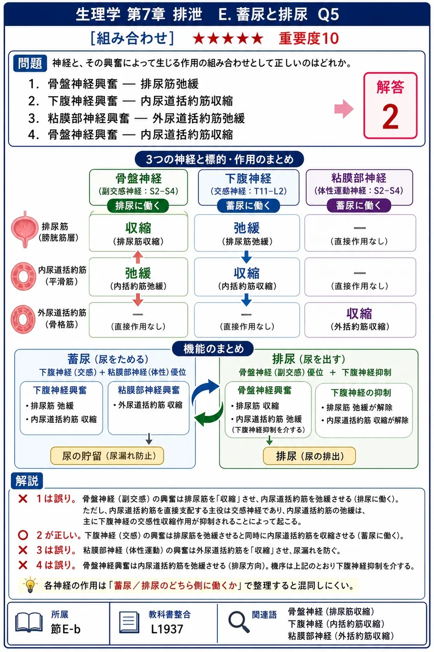 神経と、その興奮によって生じる作用の組み合わせとして正しいのはどれか。 解説図
