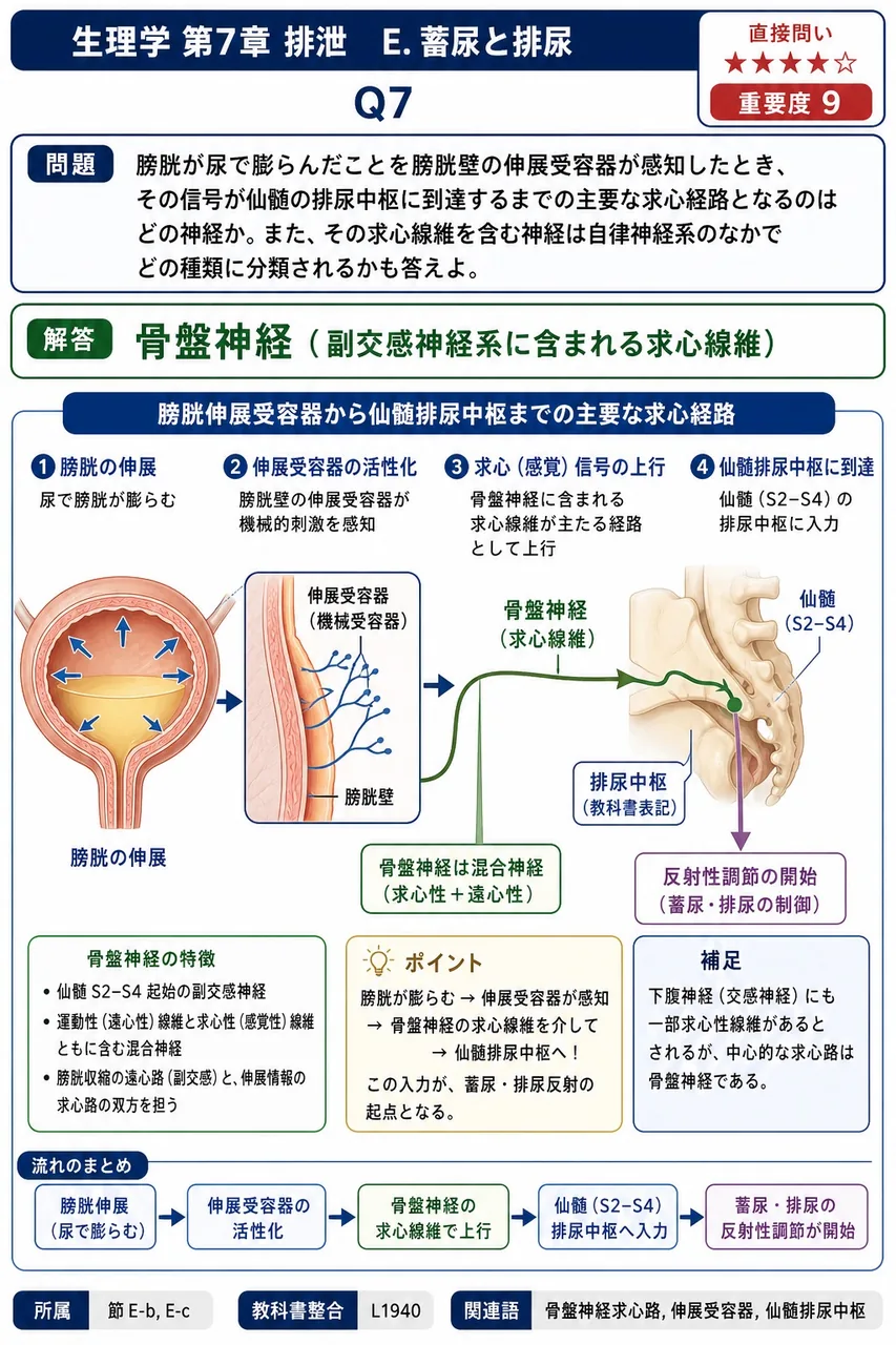 膀胱が尿で膨らんだことを膀胱壁の伸展受容器が感知したとき、その信号が仙髄の排尿中枢に到達するまでの主要な求心経路となるのはどの神経か。また、その求心線維を含む神経は自律神経系のなかでどの種類に分類されるかも答えよ。 解説図