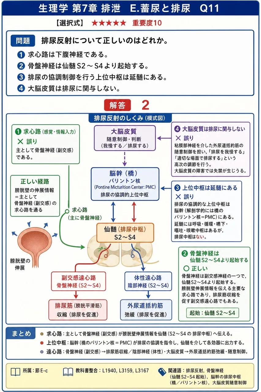 排尿反射について正しいのはどれか。 解説図