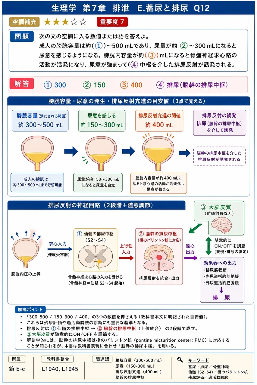 次の文の空欄に入る数値または語を答えよ。 成人の膀胱容量は約(①)〜500 mLであり、尿量が約(②)〜300 mLになると尿意を感じるようになる。膀胱内容量が約(③) mLになると骨盤神経求心路の活動が活発になり、尿意が強まって(④)中枢を介した排尿反射が誘発される。 解説図