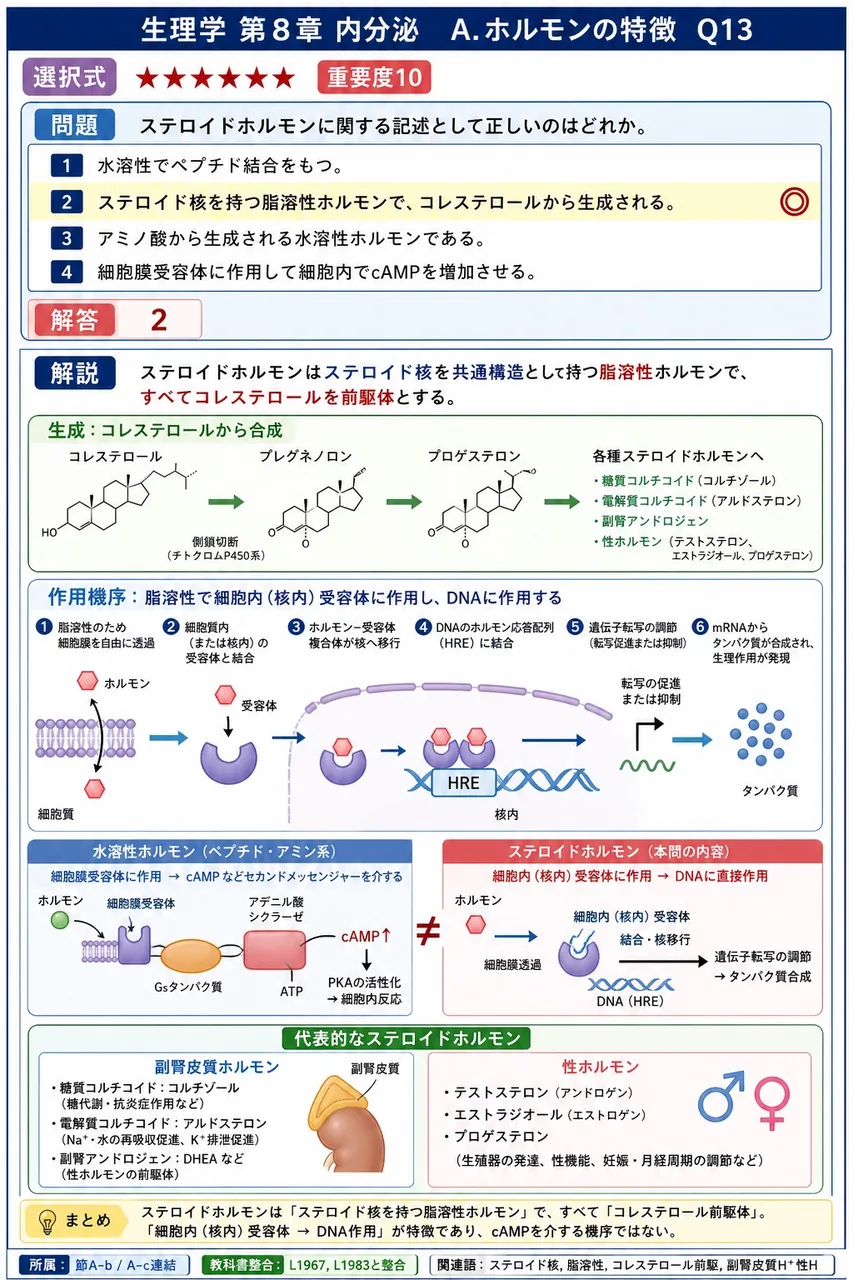 ステロイドホルモンに関する記述として正しいのはどれか。 解説図