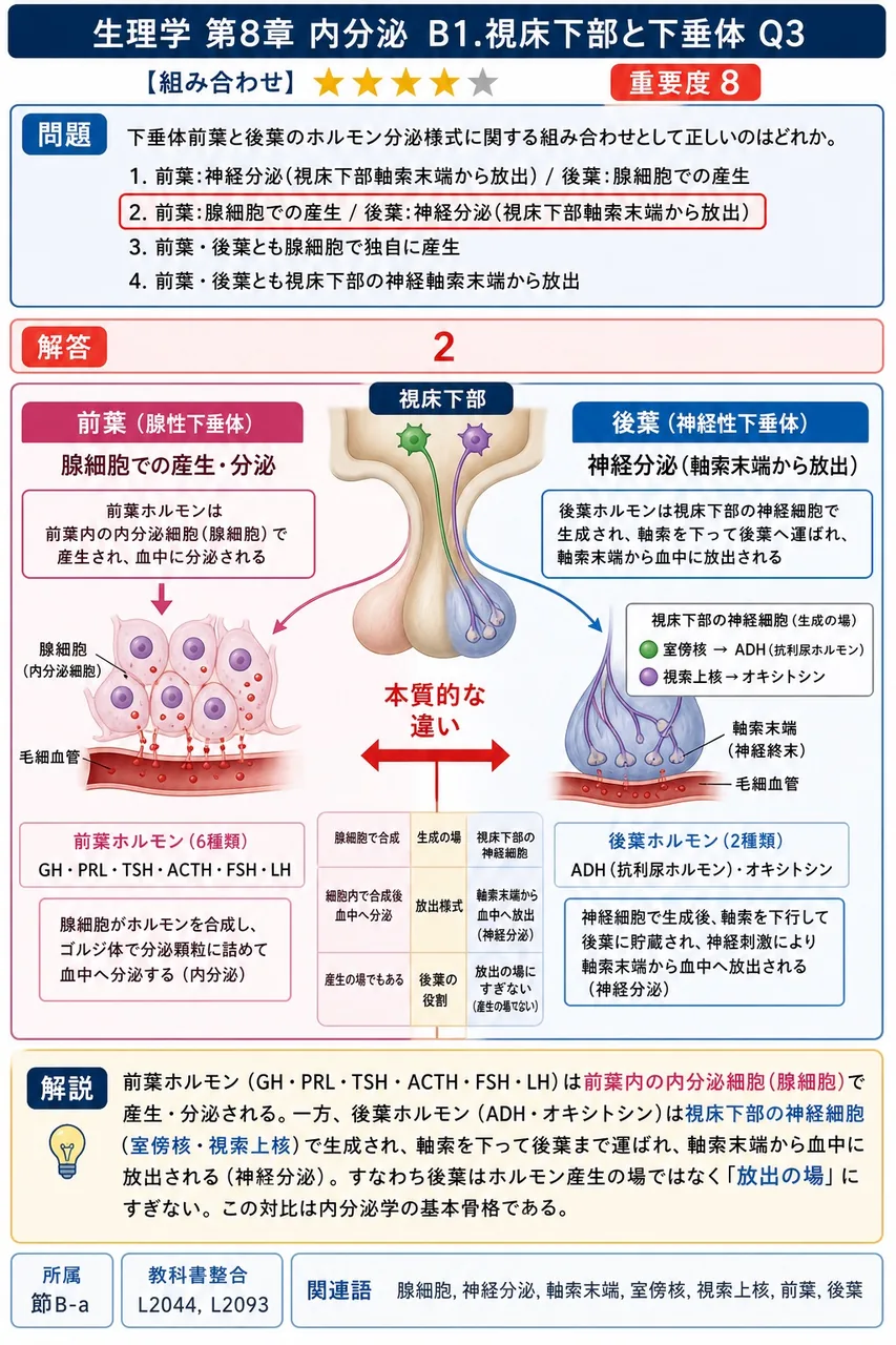下垂体前葉と後葉のホルモン分泌様式に関する組み合わせとして正しいのはどれか。 解説図