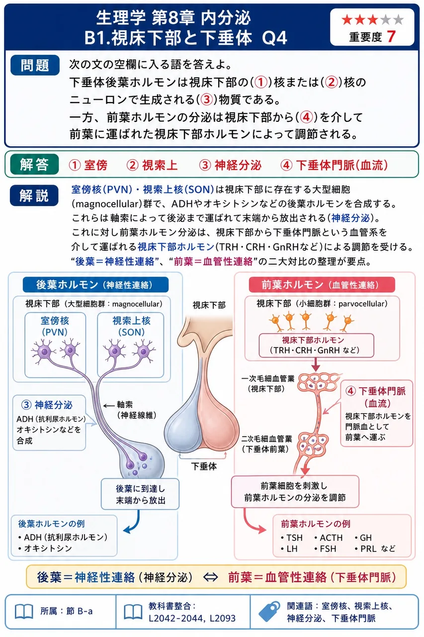 次の文の空欄に入る語を答えよ。 下垂体後葉ホルモンは視床下部の(①)核または(②)核のニューロンで生成される(③)物質である。一方、前葉ホルモンの分泌は視床下部から(④)を介して前葉に運ばれた視床下部ホルモンによって調節される。 解説図