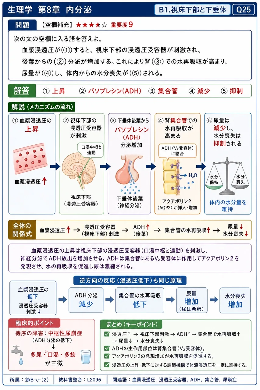 次の文の空欄に入る語を答えよ。 血漿浸透圧が(①)すると、視床下部の浸透圧受容器が刺激され、後葉からの(②)分泌が増加する。これにより腎(③)での水再吸収が高まり、尿量が(④)し、体内からの水分喪失が(⑤)される。 解説図