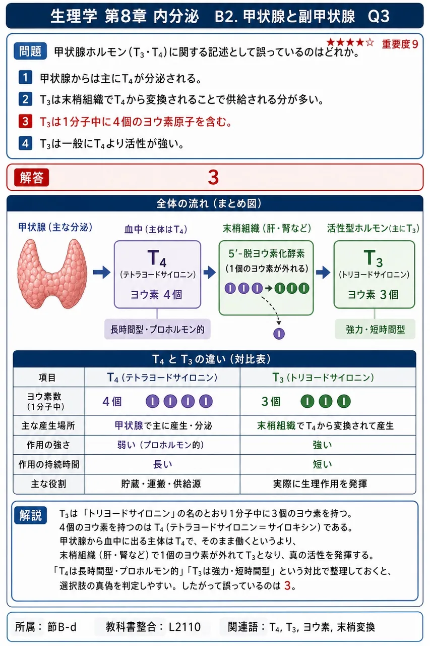 甲状腺ホルモン(T₃・T₄)に関する記述として誤っているのはどれか。 解説図