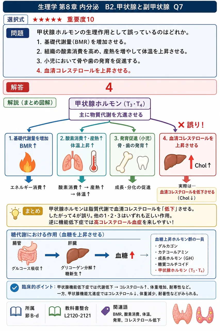 甲状腺ホルモンの生理作用として誤っているのはどれか。 解説図