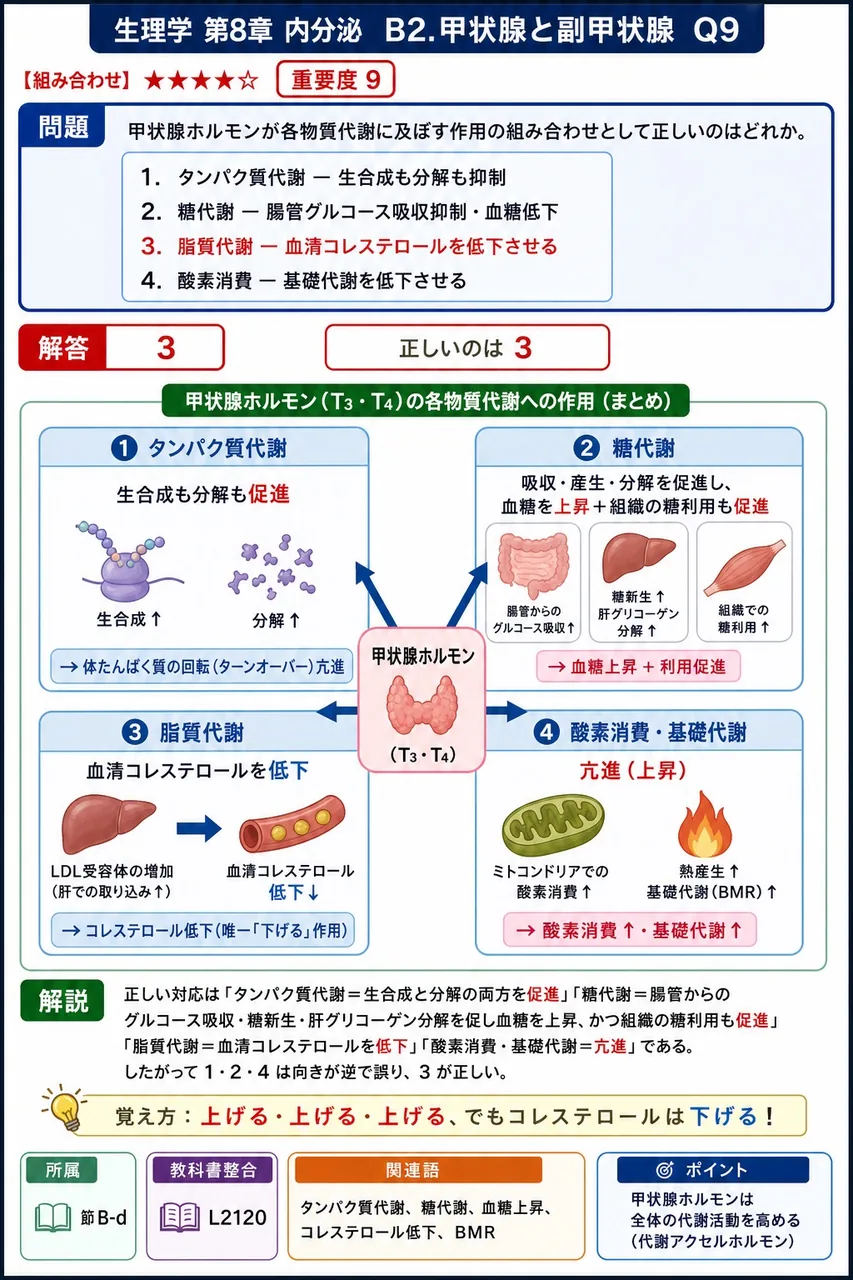 甲状腺ホルモンが各物質代謝に及ぼす作用の組み合わせとして正しいのはどれか。 解説図