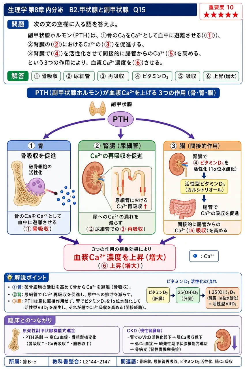 次の文の空欄に入る語を答えよ。 副甲状腺ホルモン(PTH)は、①骨のCaをCa²⁺として血中に遊離させる((①))、②腎臓の(②)におけるCa²⁺の(③)を促進する、③腎臓で(④)を活性化させて間接的に腸管からのCa²⁺(⑤)を高める、という3つの作用により、血漿Ca²⁺濃度を(⑥)させる。 解説図