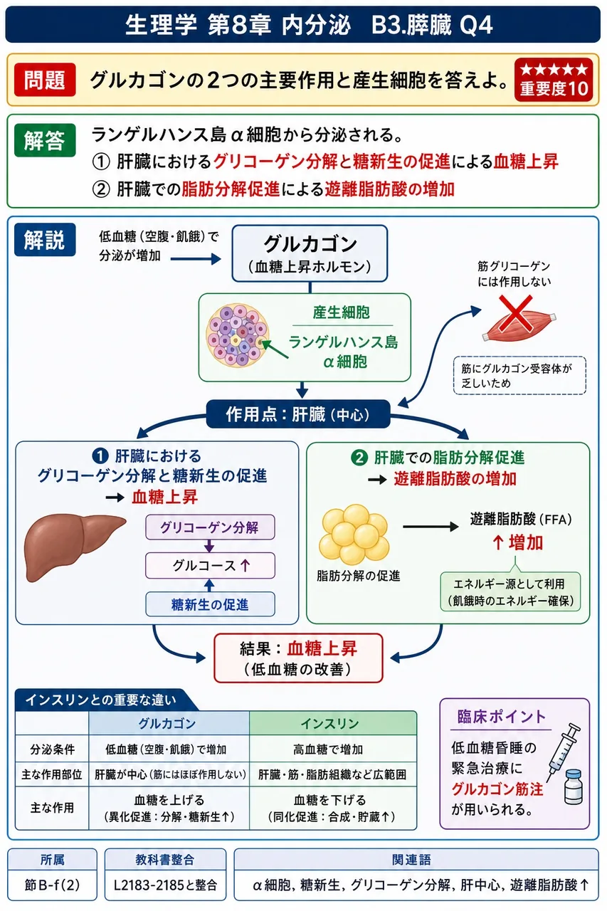 グルカゴンの2つの主要作用と産生細胞を答えよ。 解説図