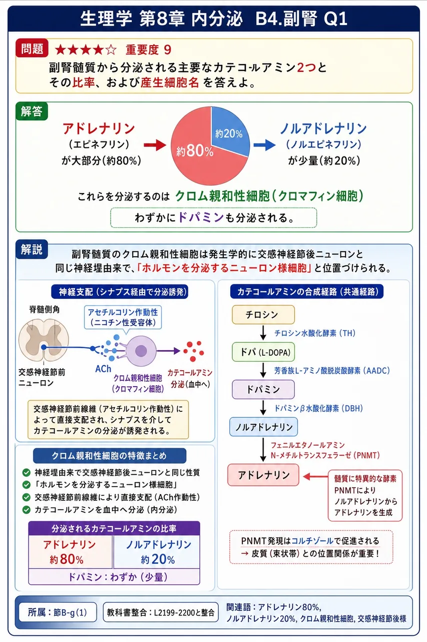 副腎髄質から分泌される主要なカテコールアミン2つとその比率、および産生細胞名を答えよ。 解説図