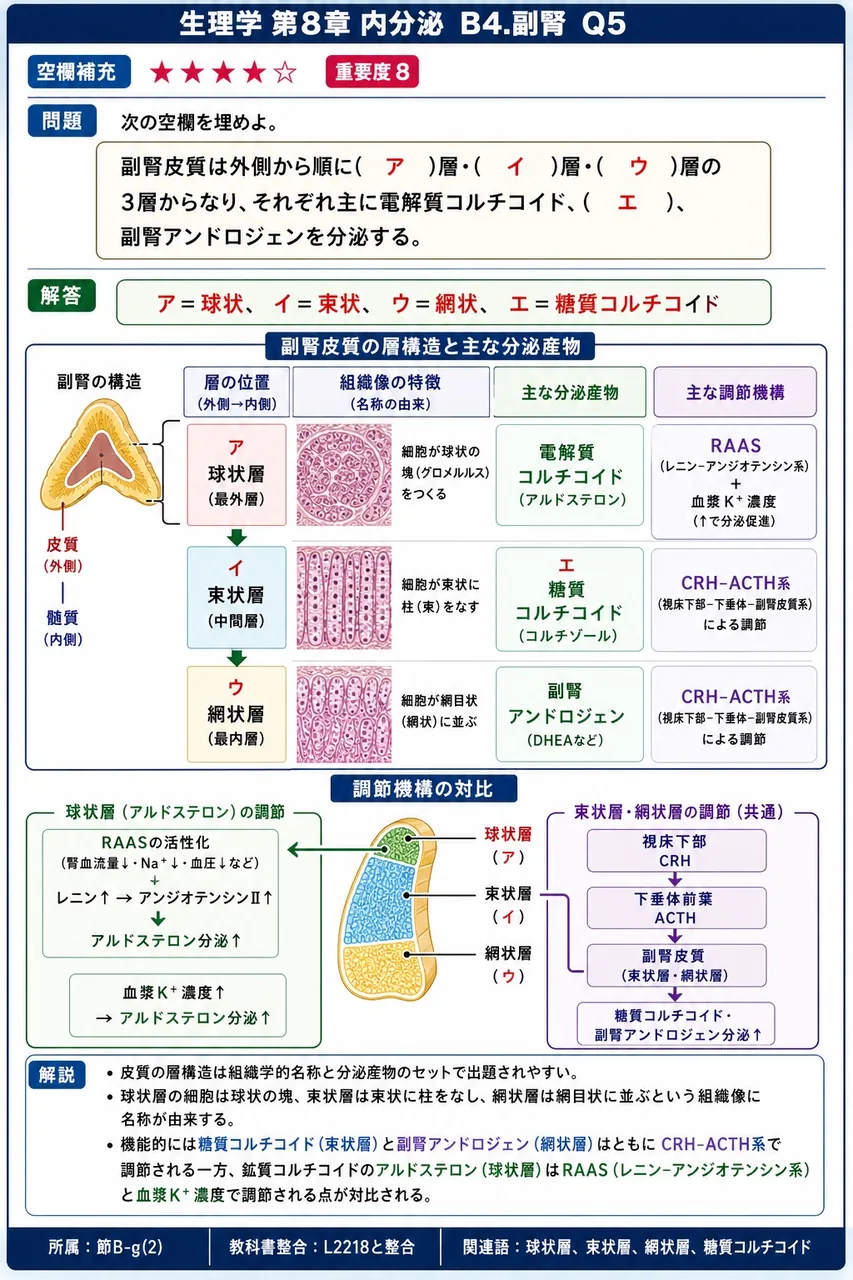 次の空欄を埋めよ。 「副腎皮質は外側から順に( ア )層・( イ )層・( ウ )層の3層からなり、それぞれ主に電解質コルチコイド、( エ )、副腎アンドロジェンを分泌する。」 解説図