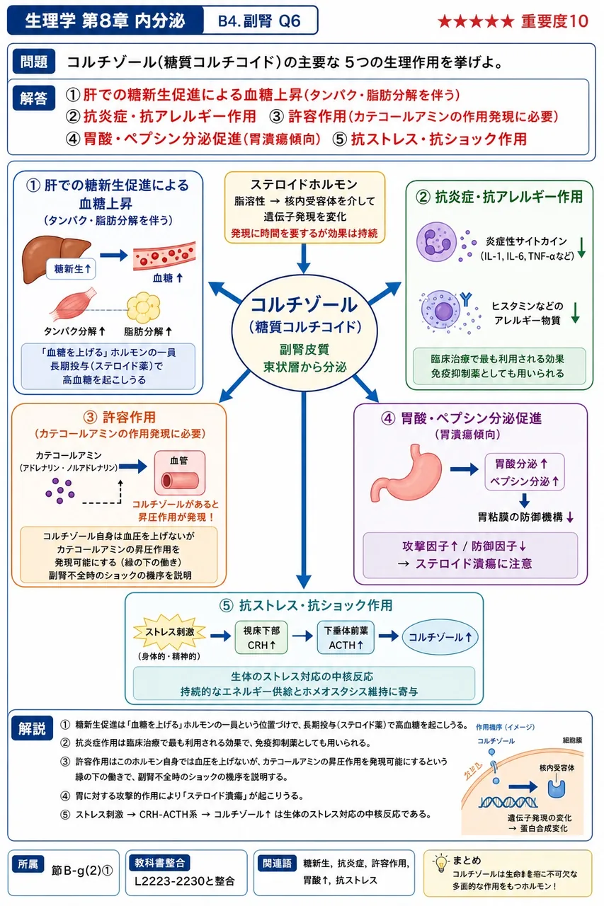コルチゾール(糖質コルチコイド)の主要な5つの生理作用を挙げよ。 解説図