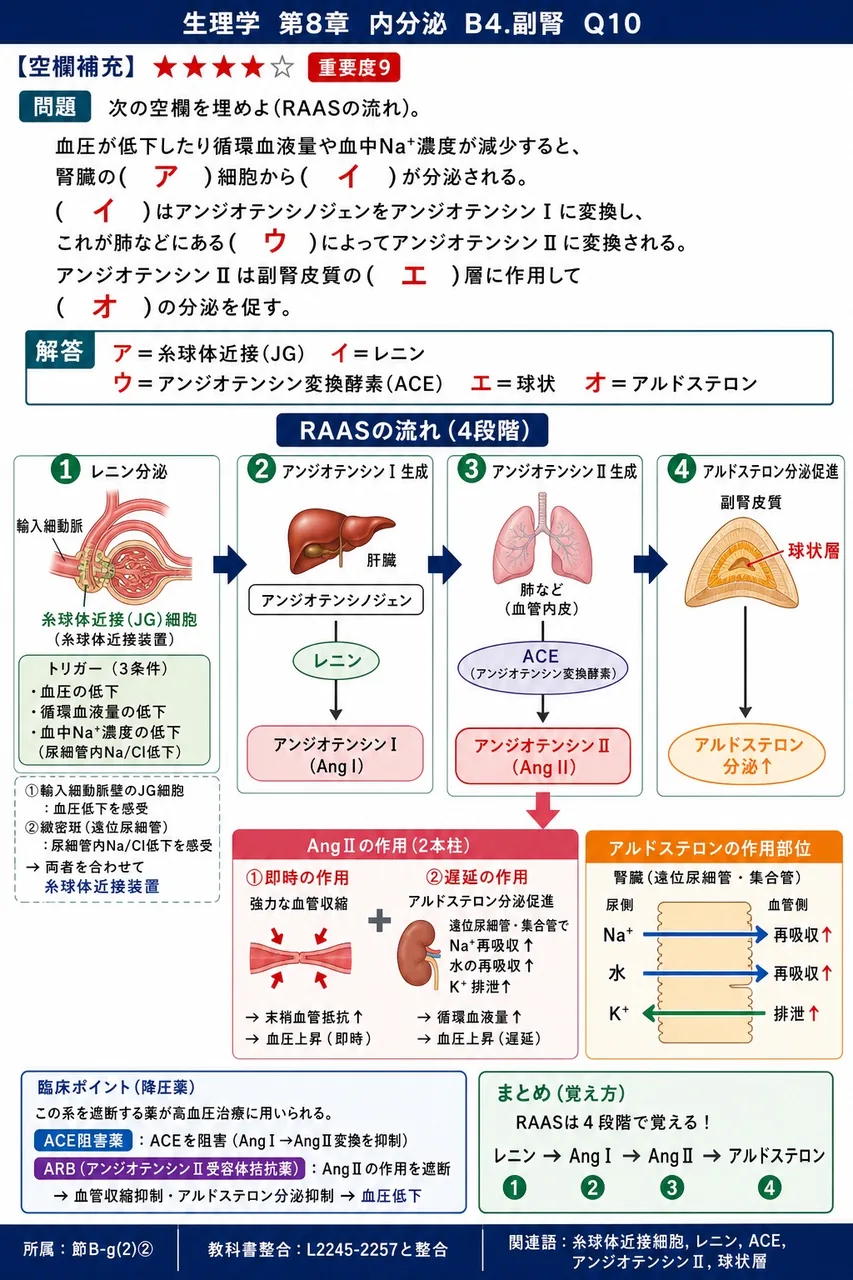 次の空欄を埋めよ(RAASの流れ)。 「血圧が低下したり循環血液量や血中Na⁺濃度が減少すると、腎臓の( ア )細胞から( イ )が分泌される。( イ )はアンジオテンシノジェンをアンジオテンシンⅠに変換し、これが肺などにある( ウ )によってアンジオテンシンⅡに変換される。アンジオテンシンⅡは副腎皮質の( エ )層に作用して( オ )の分泌を促す。」 解説図