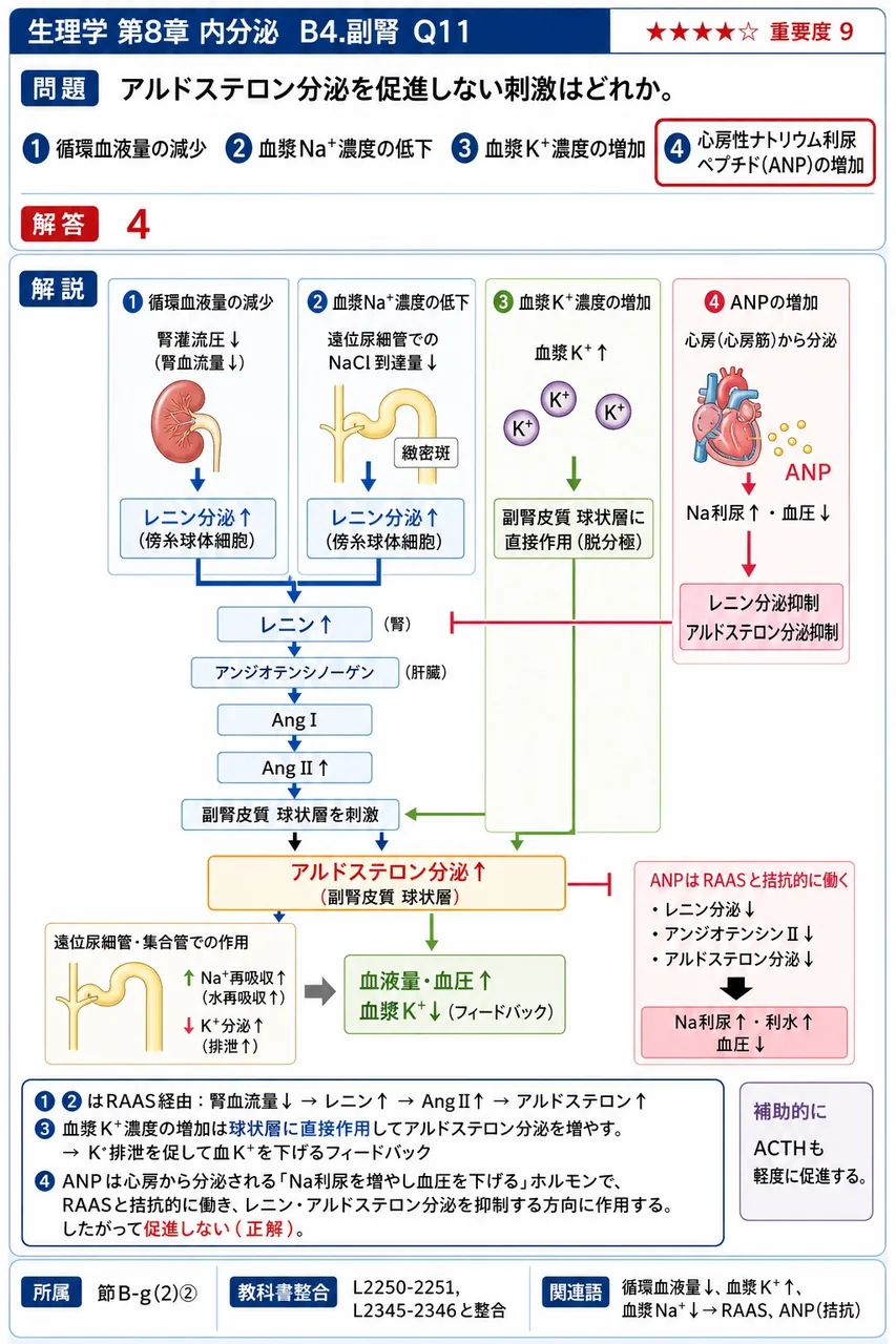 アルドステロン分泌を促進しない刺激はどれか。 解説図
