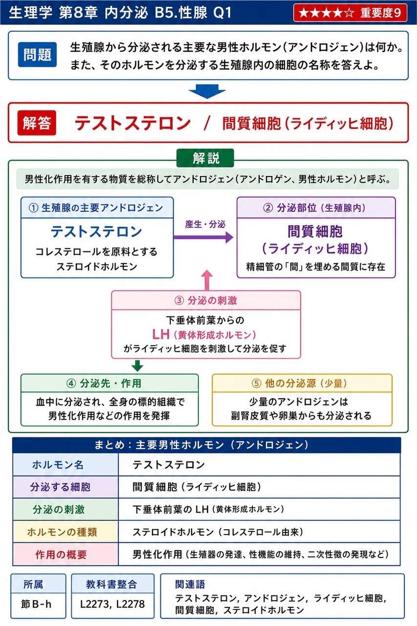 精巣から分泌される主要な男性ホルモン(アンドロジェン)は何か。また、そのホルモンを分泌する精巣内の細胞の名称を答えよ。 解説図