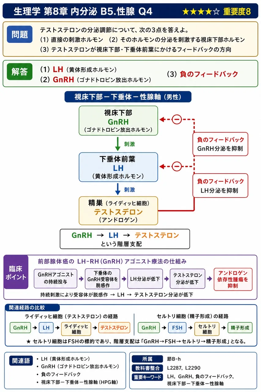 テストステロンの分泌調節について、(1)直接の刺激ホルモン、(2)そのホルモンの分泌を刺激する視床下部ホルモン、(3)テストステロンが視床下部・下垂体前葉にかけるフィードバックの方向、の3点を答えよ。 解説図