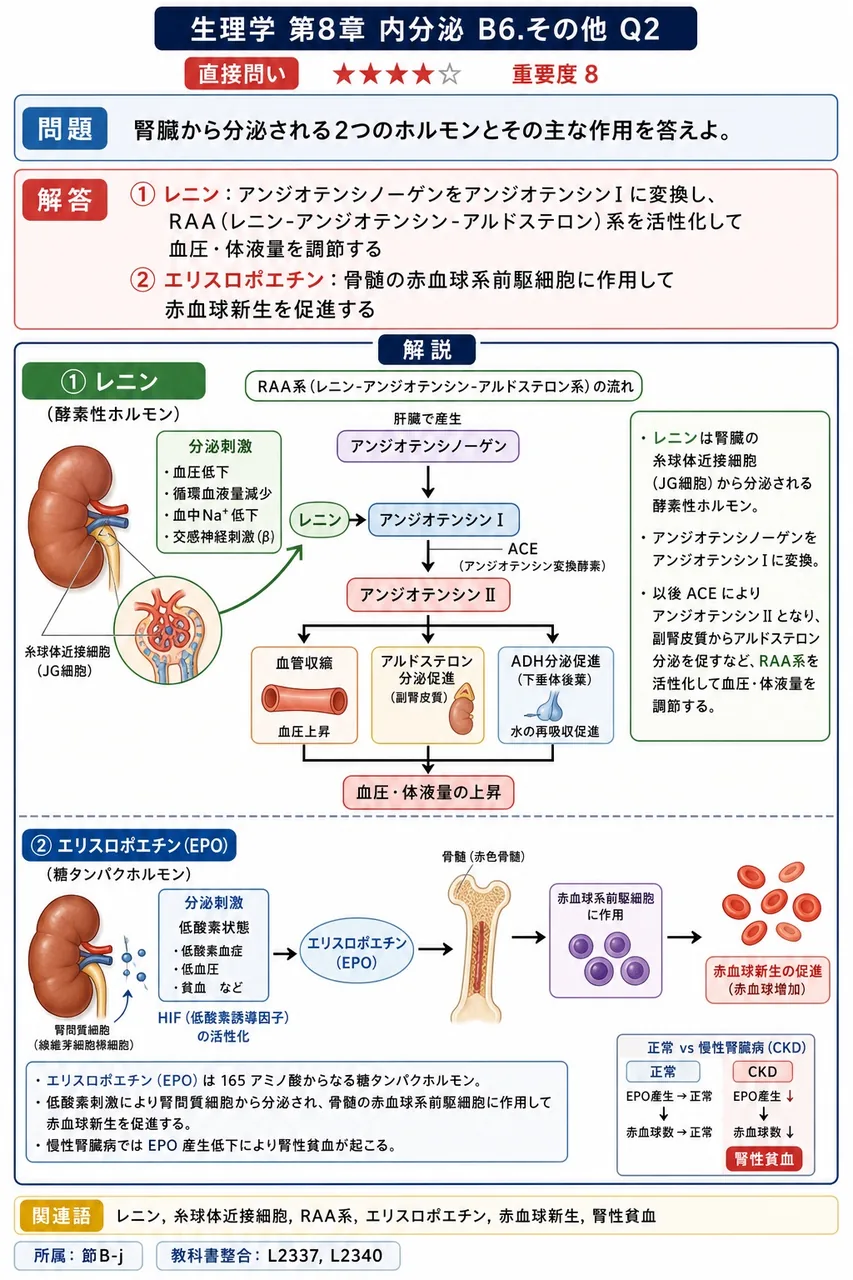 腎臓から分泌される2つのホルモンとその主な作用を答えよ。 解説図