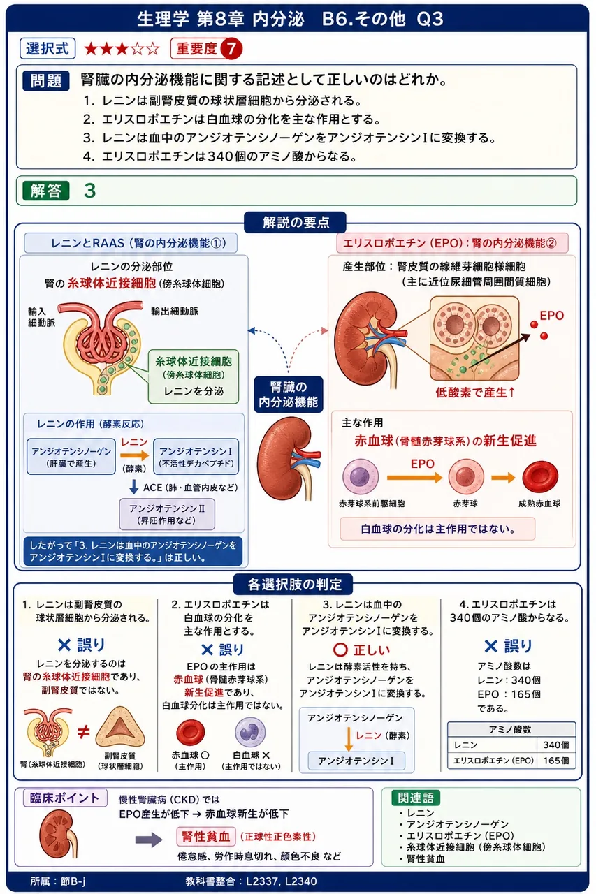腎臓の内分泌機能に関する記述として正しいのはどれか。 解説図