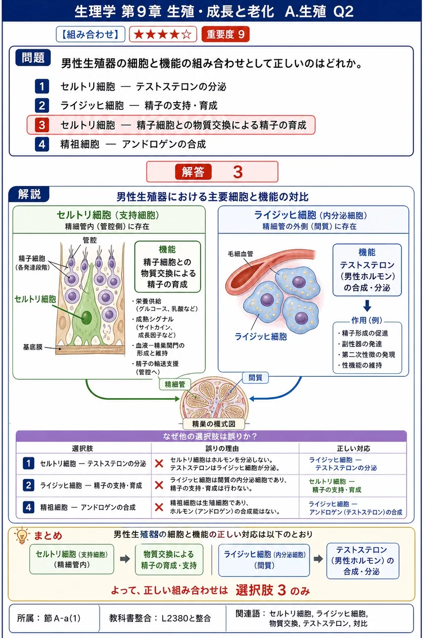 男性生殖器の細胞と機能の組み合わせとして正しいのはどれか。 解説図