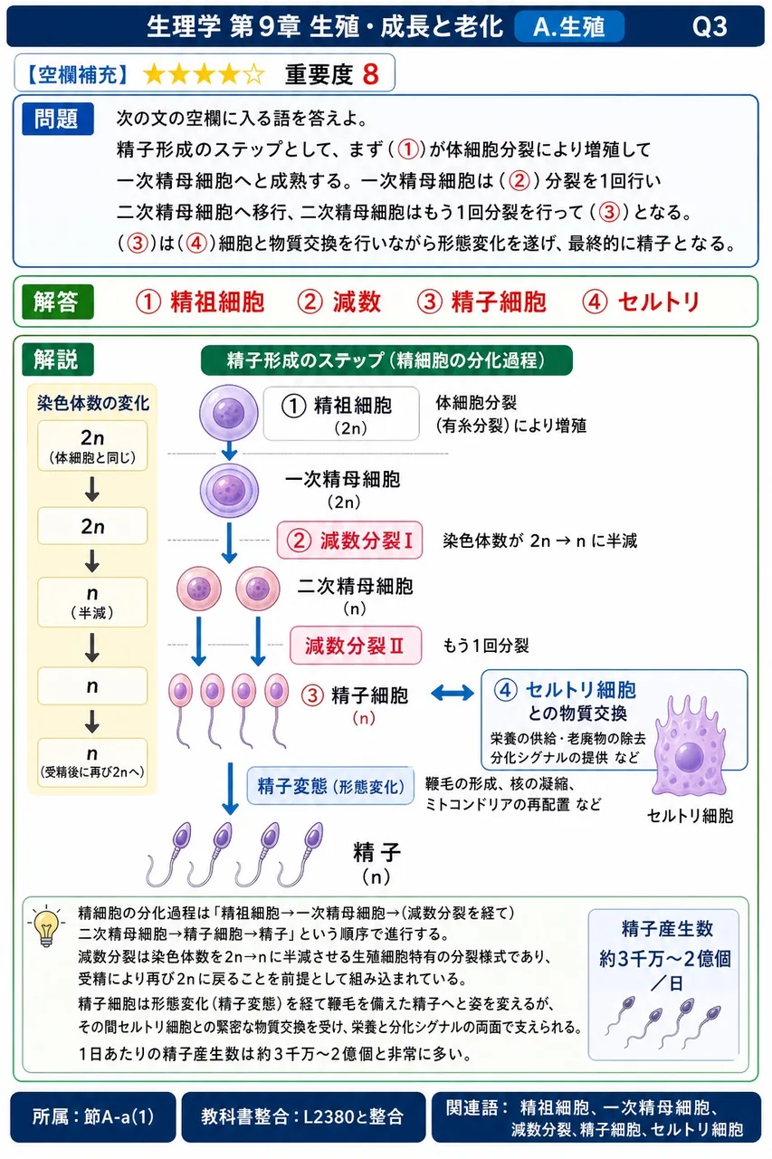 次の文の空欄に入る語を答えよ。 精子形成のステップとして、まず(①)が体細胞分裂により増殖して一次精母細胞へと成熟する。一次精母細胞は(②)分裂を1回行い二次精母細胞へ移行、二次精母細胞はもう1回分裂を行って(③)となる。(③)は(④)細胞と物質交換を行いながら形態変化を遂げ、最終的に精子となる。 解説図
