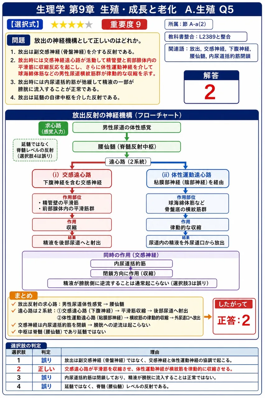 射精の神経機構として正しいのはどれか。 解説図