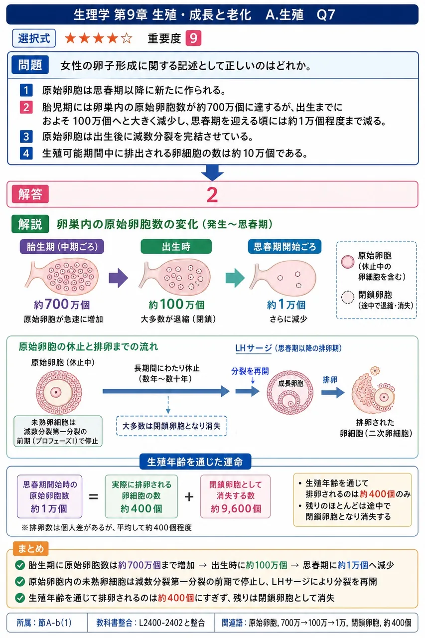 女性の卵子形成に関する記述として正しいのはどれか。 解説図