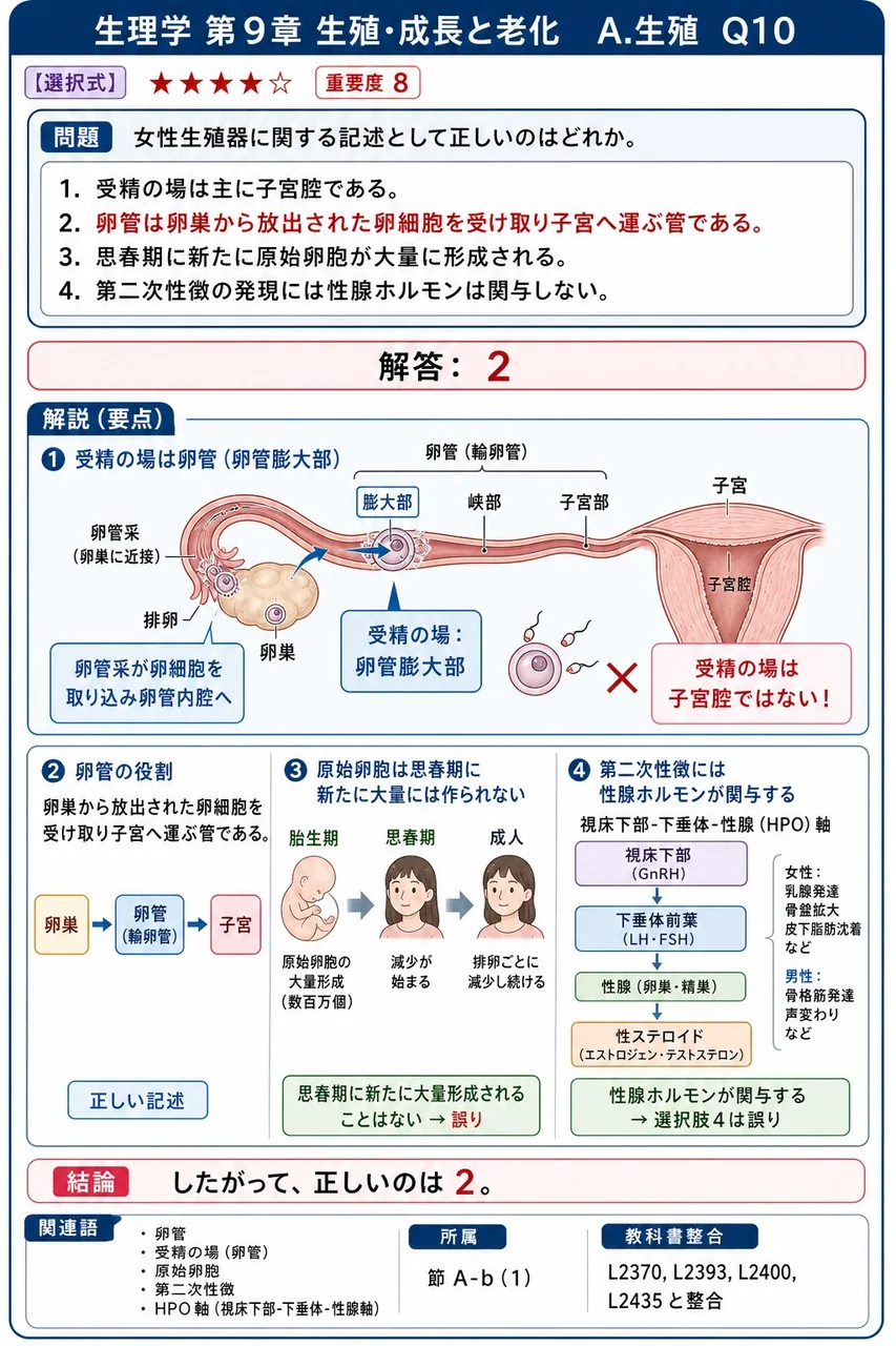 女性生殖器に関する記述として正しいのはどれか。 解説図