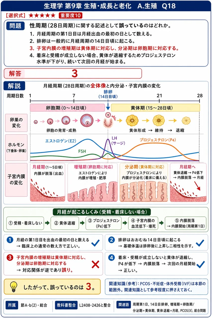 性周期(28日周期)に関する記述として誤っているのはどれか。 解説図