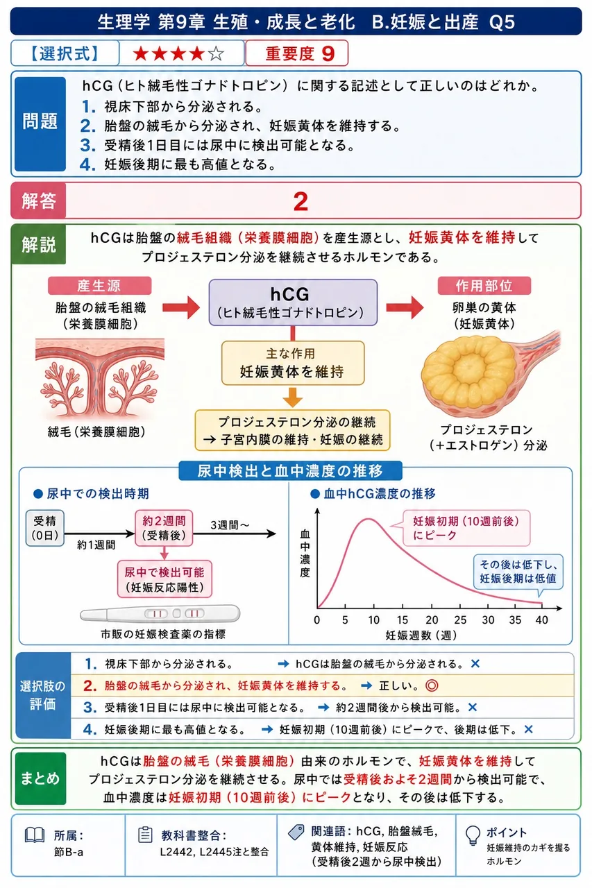 hCG(ヒト絨毛性ゴナドトロピン)に関する記述として正しいのはどれか。 解説図