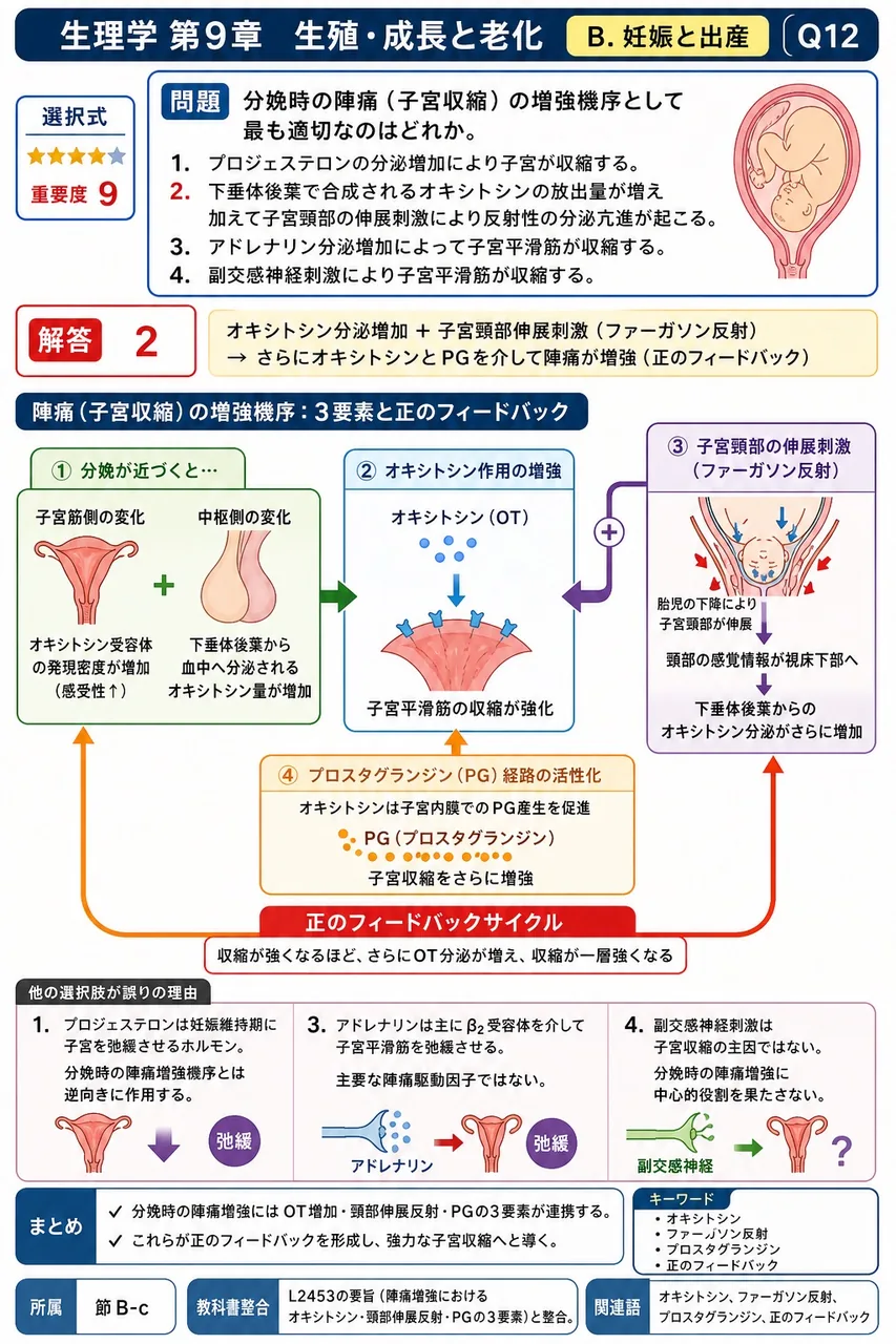 分娩時の陣痛(子宮収縮)の増強機序として最も適切なのはどれか。 解説図