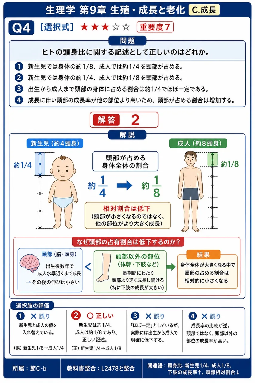 ヒトの頭身比に関する記述として正しいのはどれか。 解説図