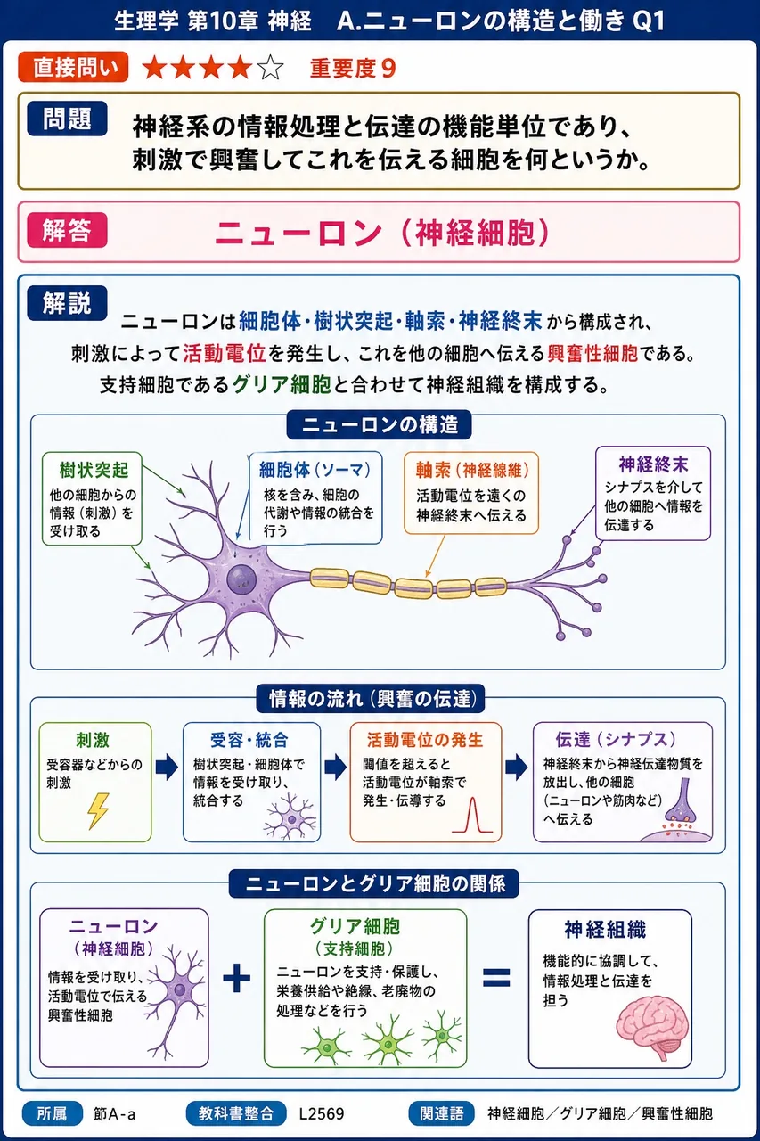 神経系の情報処理と伝達の機能単位であり、刺激で興奮してこれを伝える細胞を何というか。 解説図