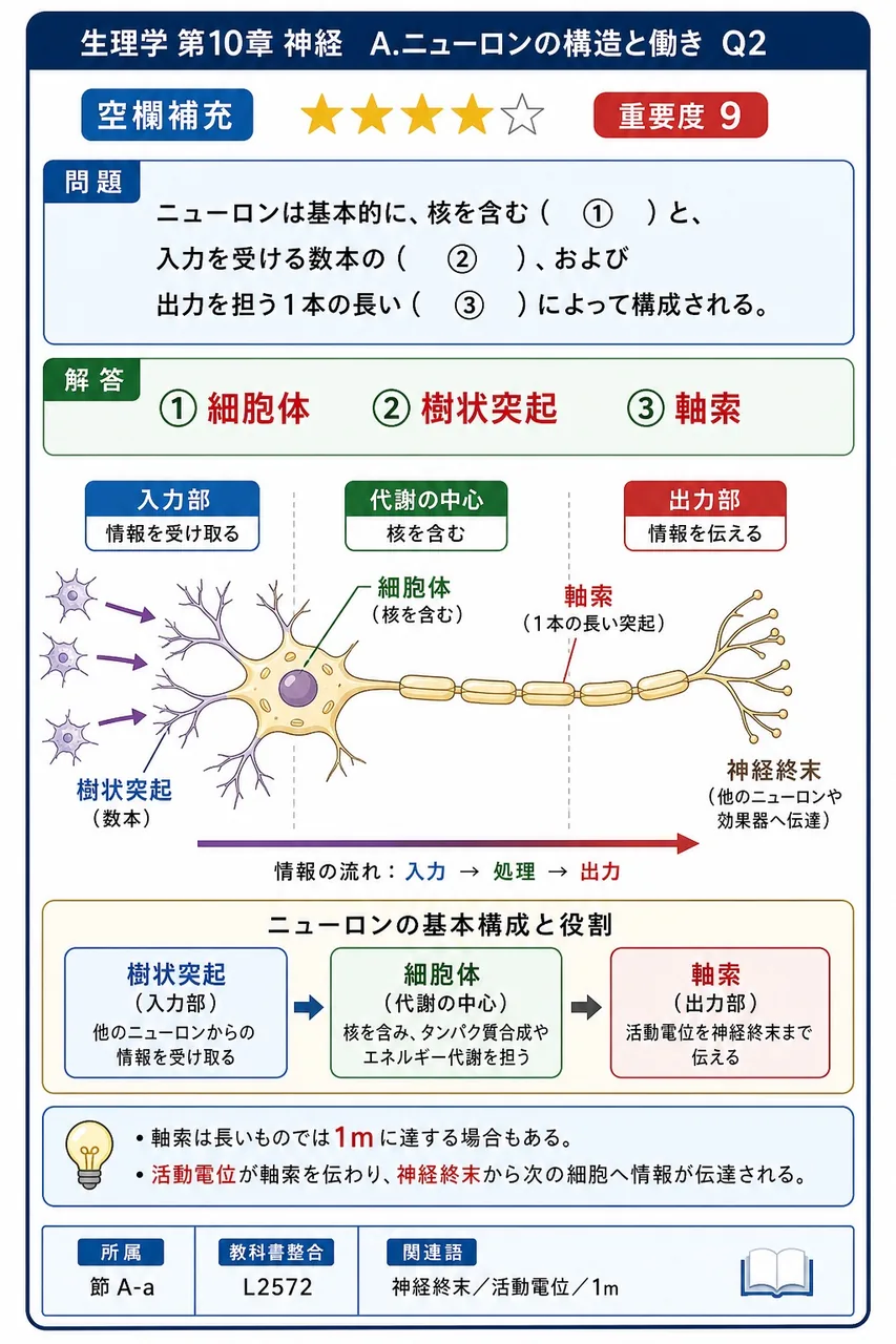 ニューロンは基本的に、核を含む( ① )と、入力を受ける数本の( ② )、および出力を担う1本の長い( ③ )によって構成される。 解説図