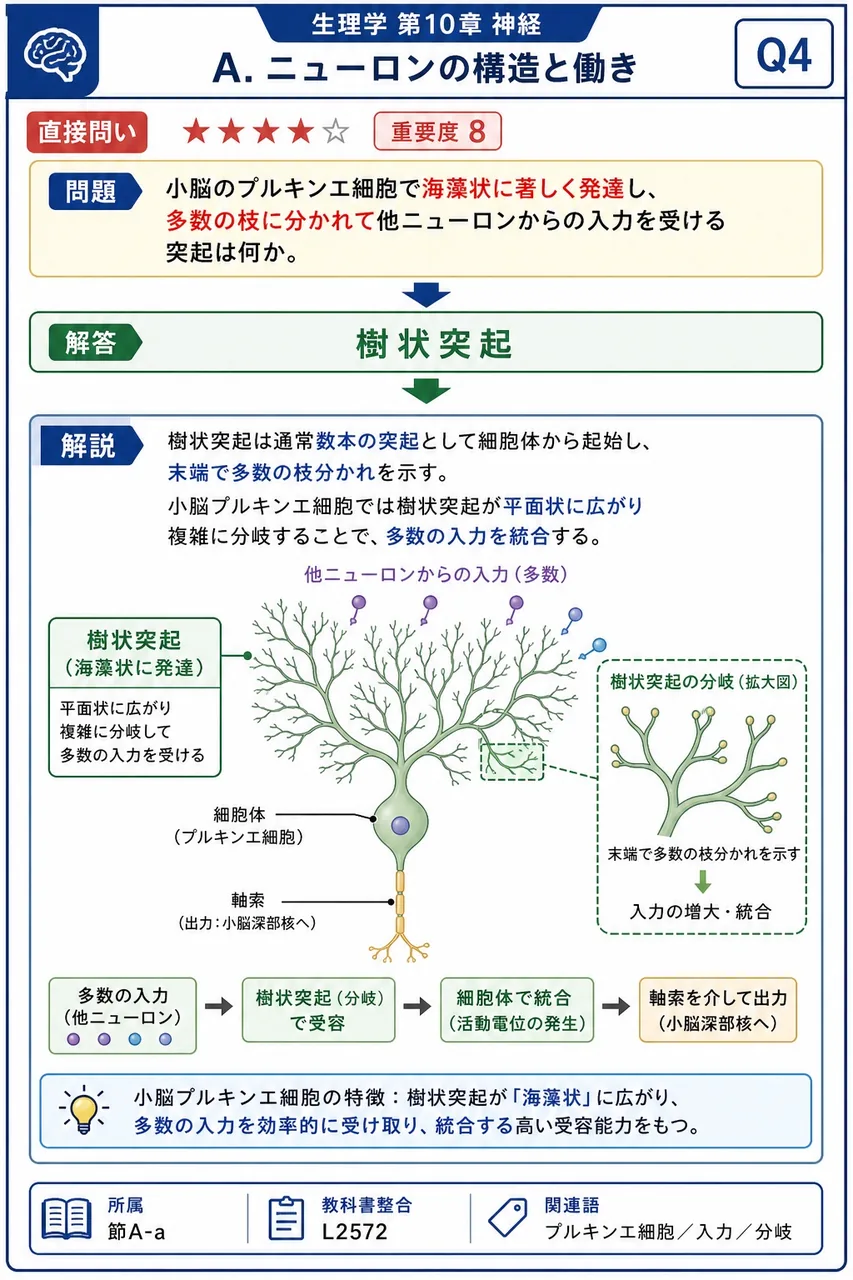小脳のプルキンエ細胞で海藻状に著しく発達し、多数の枝に分かれて他ニューロンからの入力を受ける突起は何か。 解説図