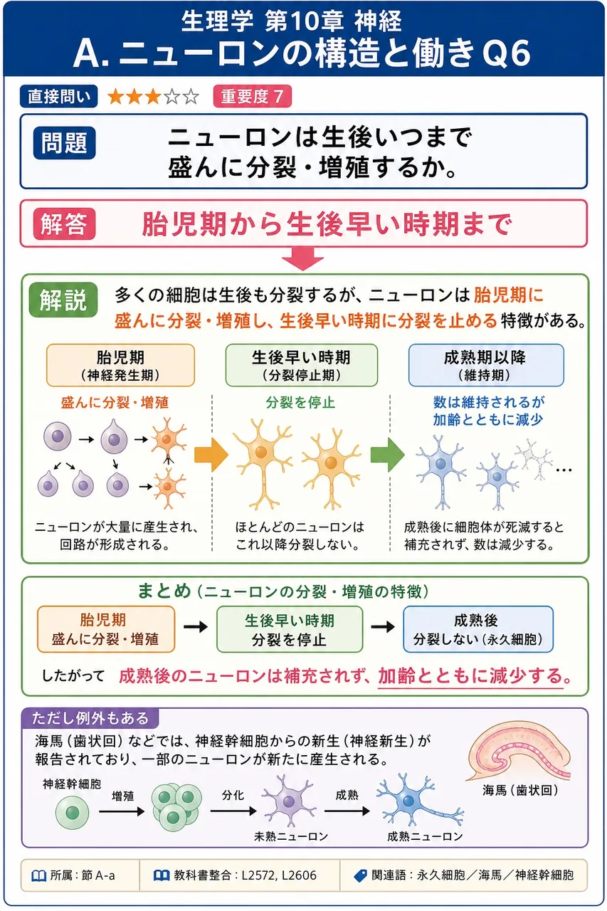 ニューロンは生後いつまで盛んに分裂・増殖するか。 解説図