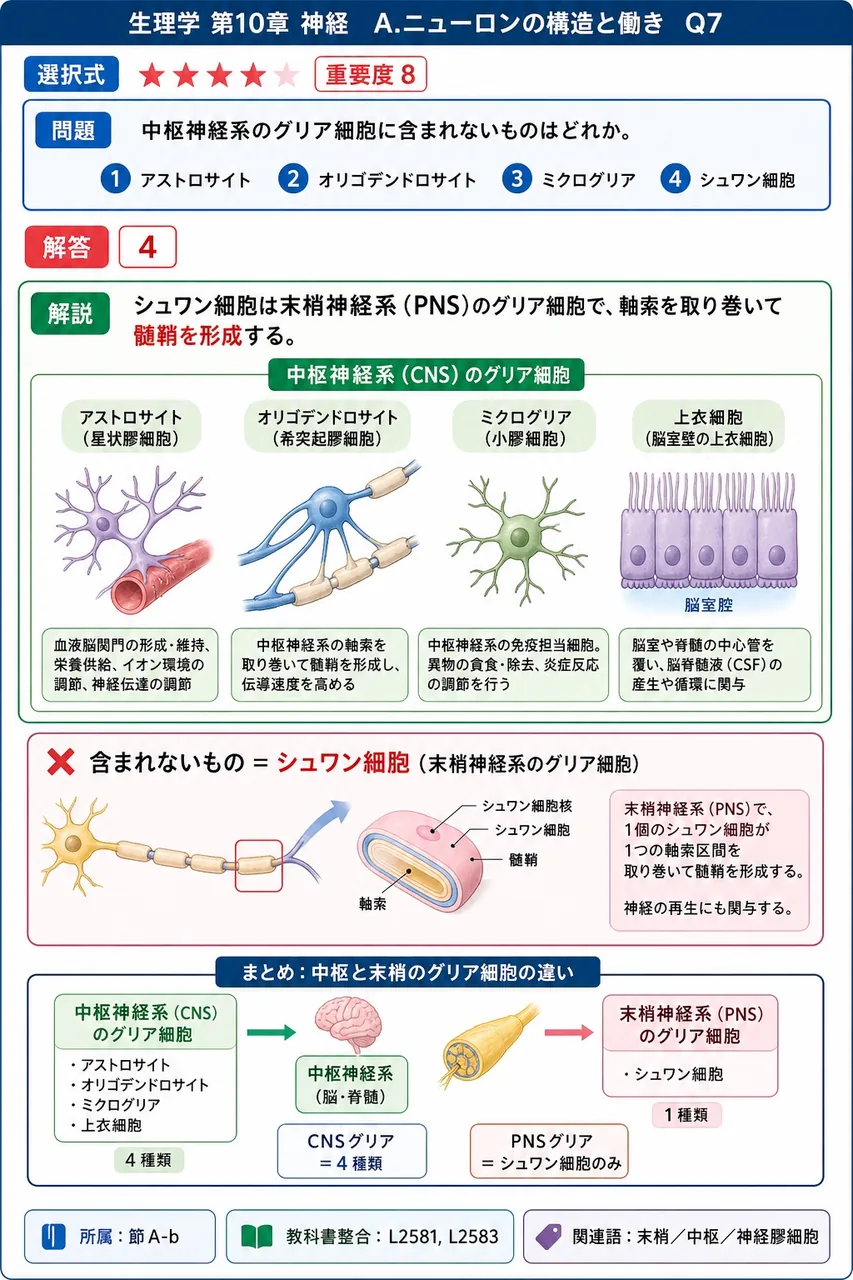 中枢神経系のグリア細胞に含まれないものはどれか。 解説図
