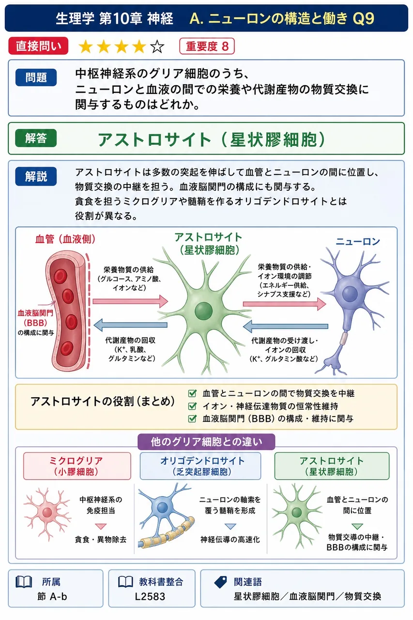 中枢神経系のグリア細胞のうち、ニューロンと血液の間での栄養や代謝産物の物質交換に関与するものはどれか。 解説図