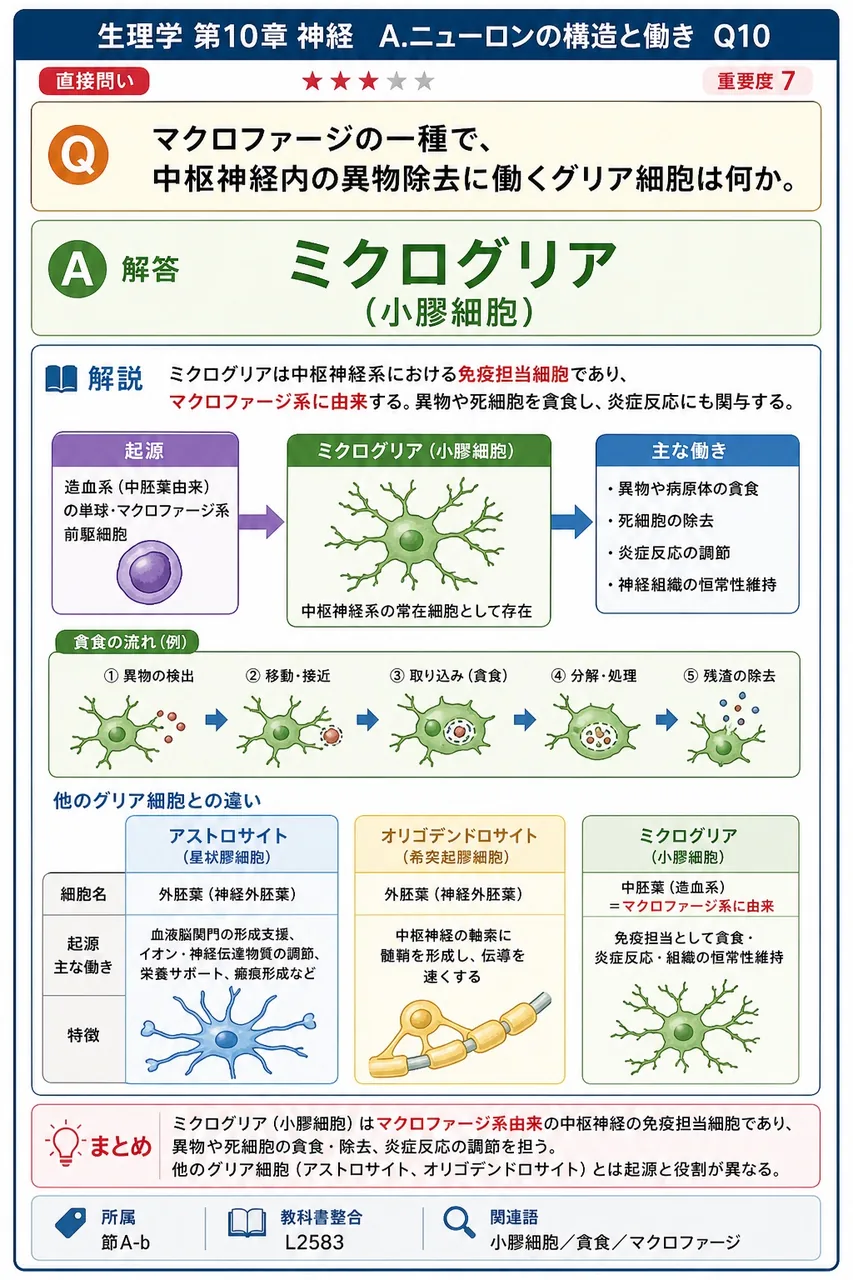 マクロファージの一種で、中枢神経内の異物除去に働くグリア細胞は何か。 解説図