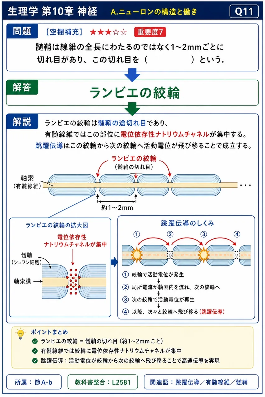 髄鞘は線維の全長にわたるのではなく1〜2mmごとに切れ目があり、この切れ目を( )という。 解説図