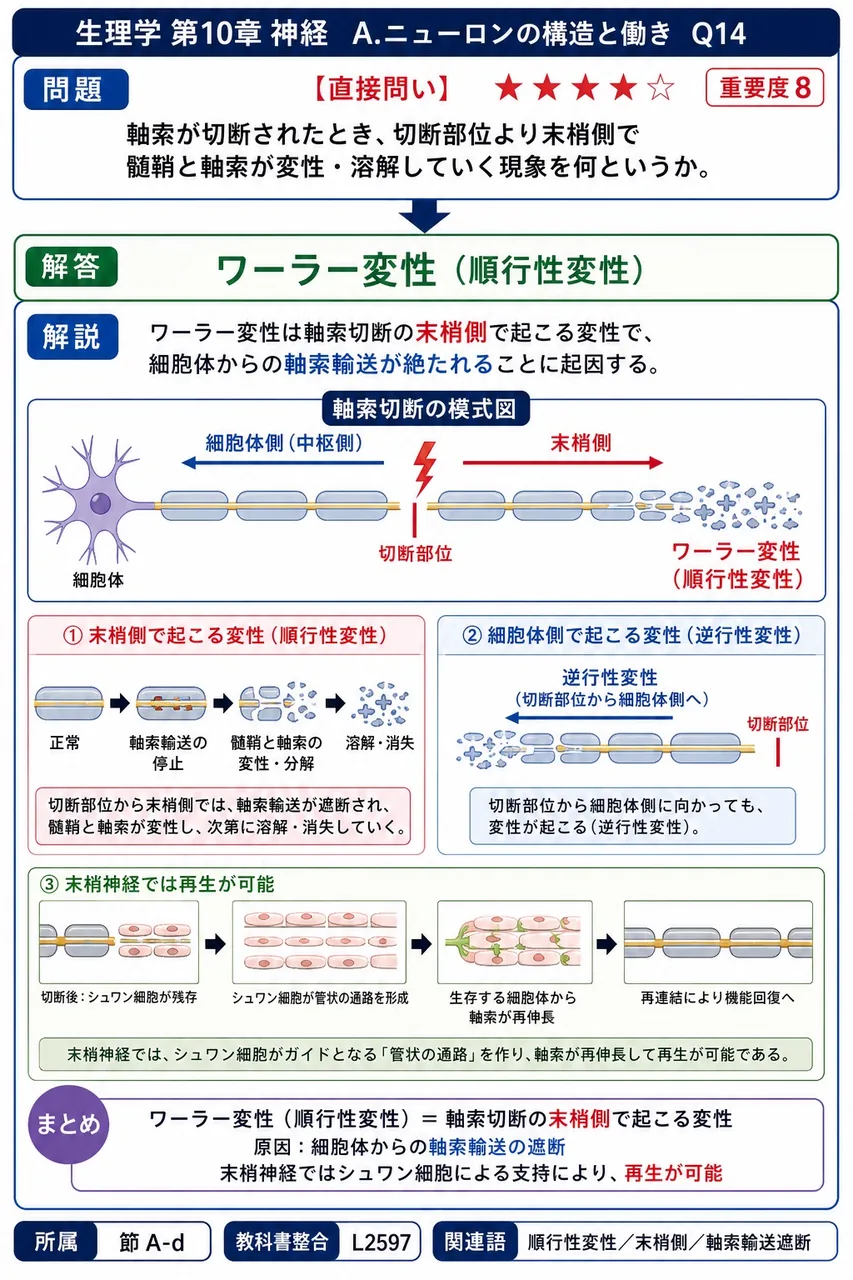 軸索が切断されたとき、切断部位より末梢側で髄鞘と軸索が変性・溶解していく現象を何というか。 解説図