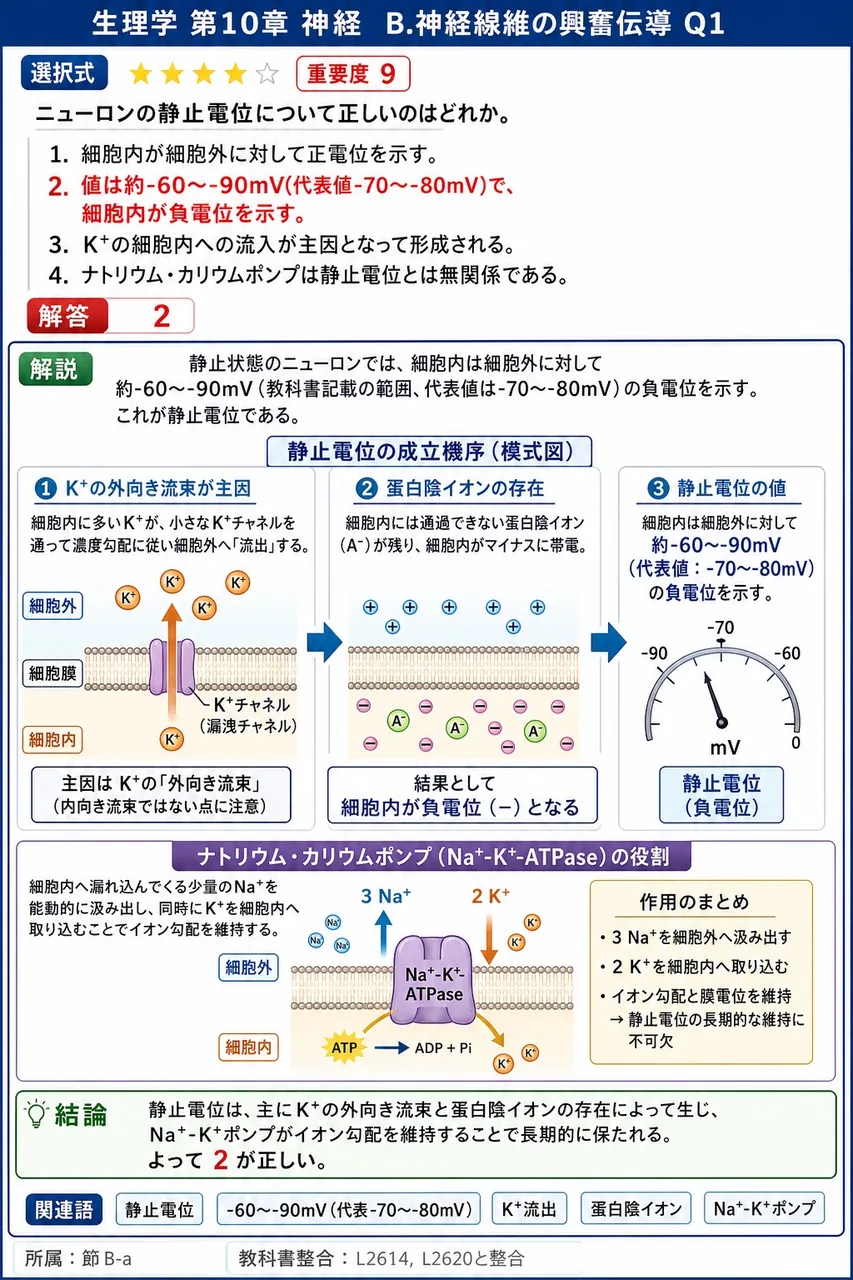 ニューロンの静止電位について正しいのはどれか。 解説図