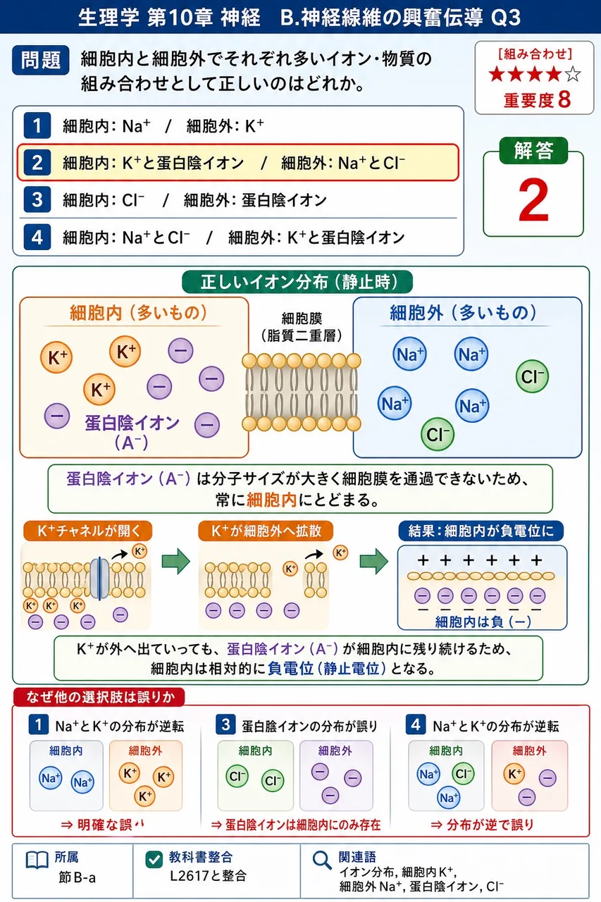 細胞内と細胞外でそれぞれ多いイオン・物質の組み合わせとして正しいのはどれか。 解説図