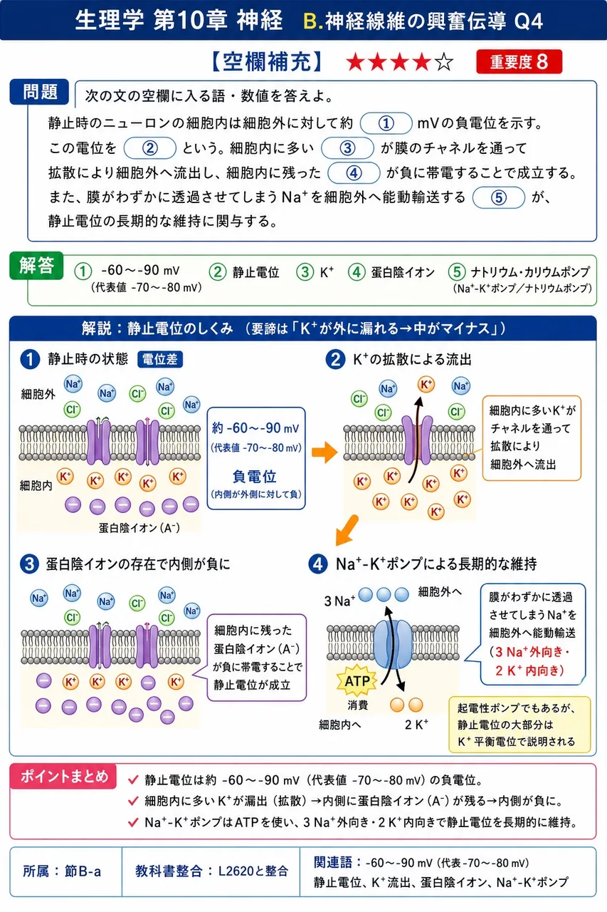 次の文の空欄に入る語・数値を答えよ。 静止時のニューロンの細胞内は細胞外に対して約(①)mVの負電位を示す。この電位を(②)という。細胞内に多い(③)が膜のチャネルを通って拡散により細胞外へ流出し、細胞内に残った(④)が負に帯電することで成立する。また、膜がわずかに透過させてしまうNa⁺を細胞外へ能動輸送する(⑤)が、静止電位の長期的な維持に関与する。 解説図