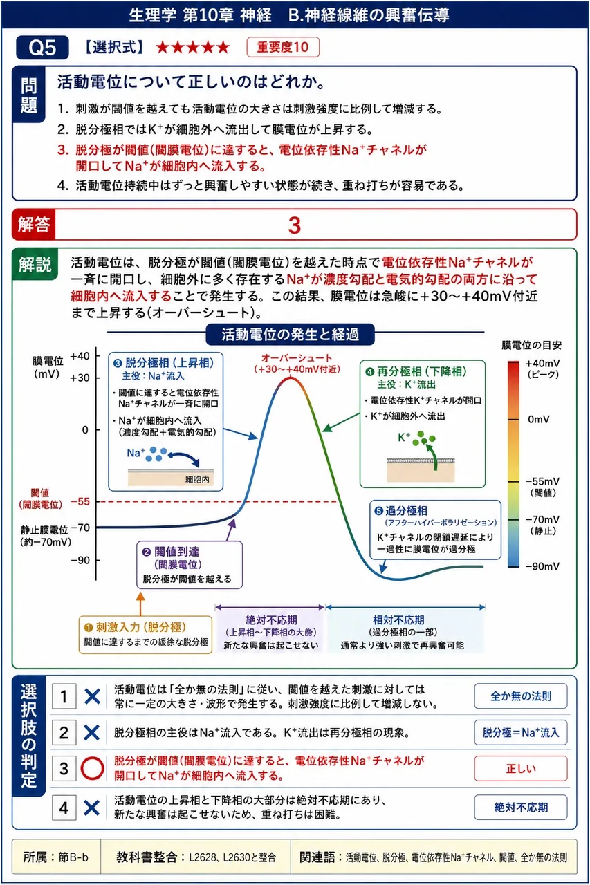 活動電位について正しいのはどれか。 解説図