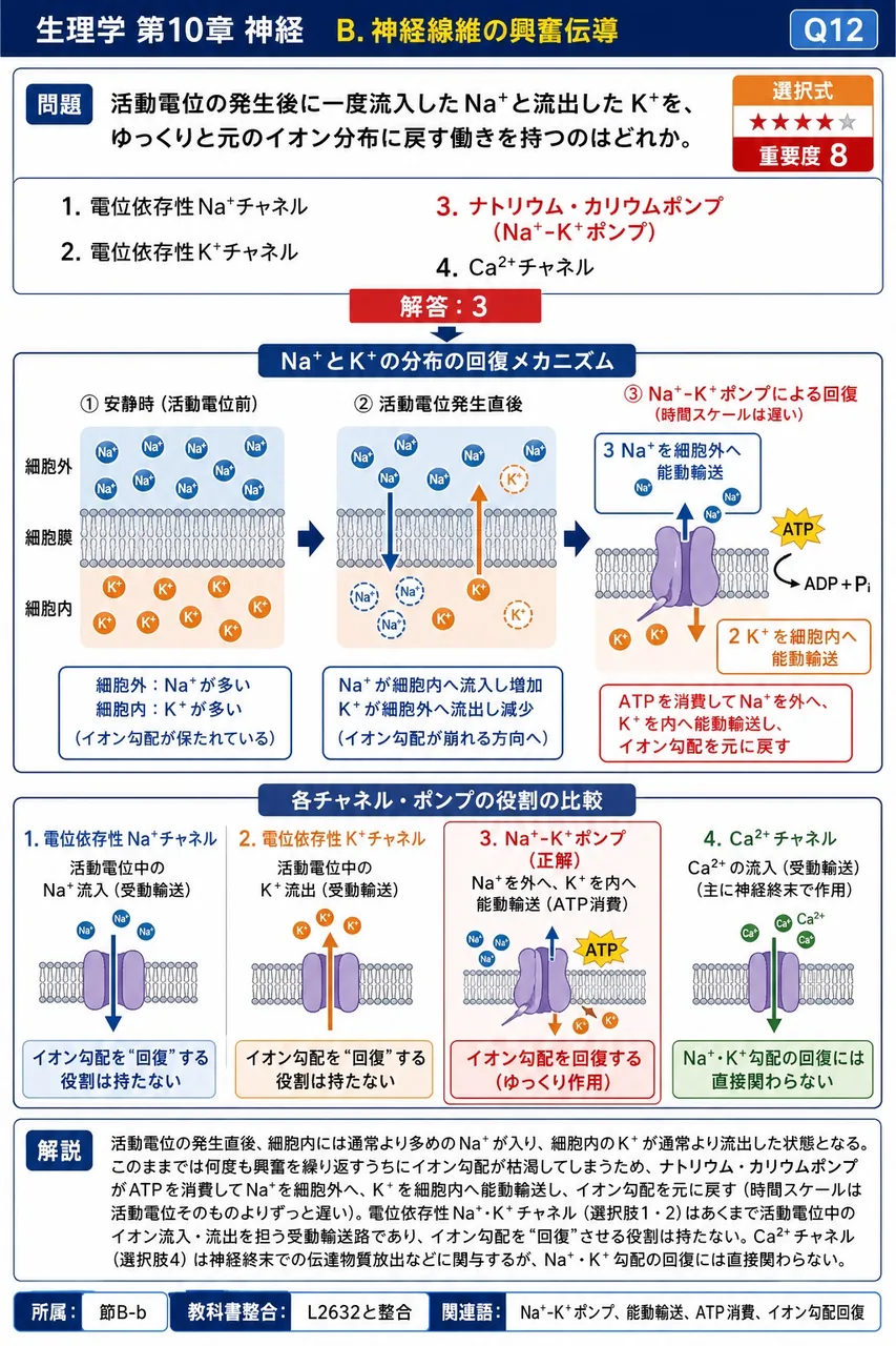 活動電位の発生後に一度流入したNa⁺と流出したK⁺を、ゆっくりと元のイオン分布に戻す働きを持つのはどれか。 解説図