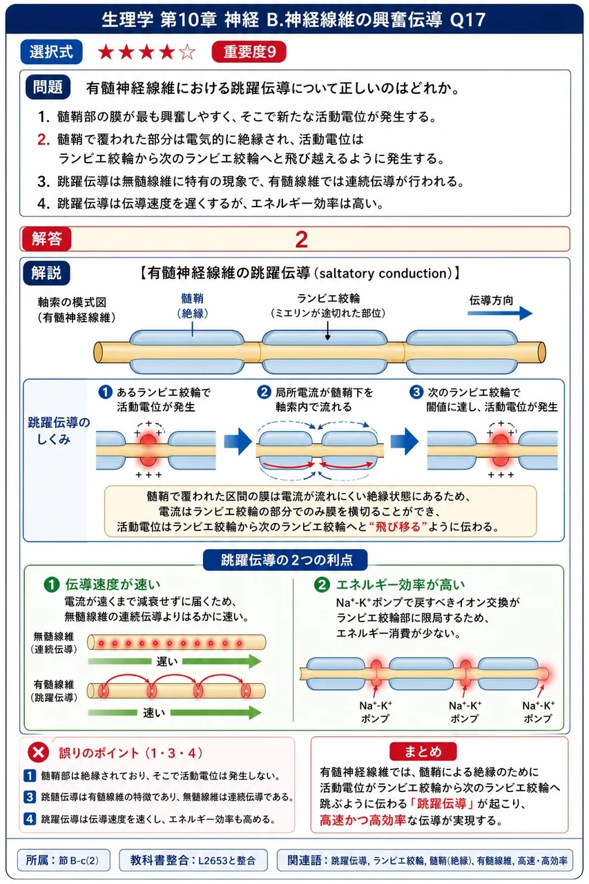 有髄神経線維における跳躍伝導について正しいのはどれか。 解説図