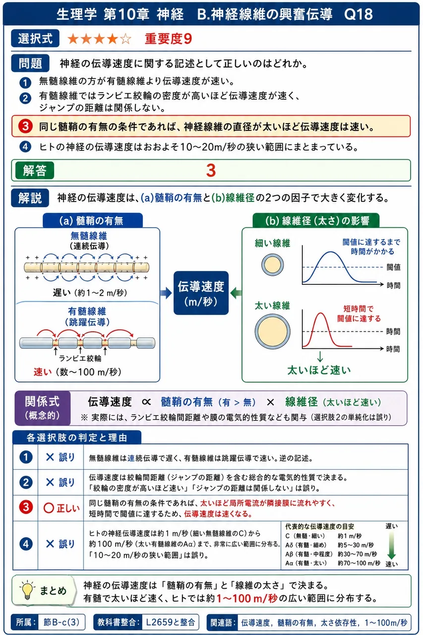神経の伝導速度に関する記述として正しいのはどれか。 解説図